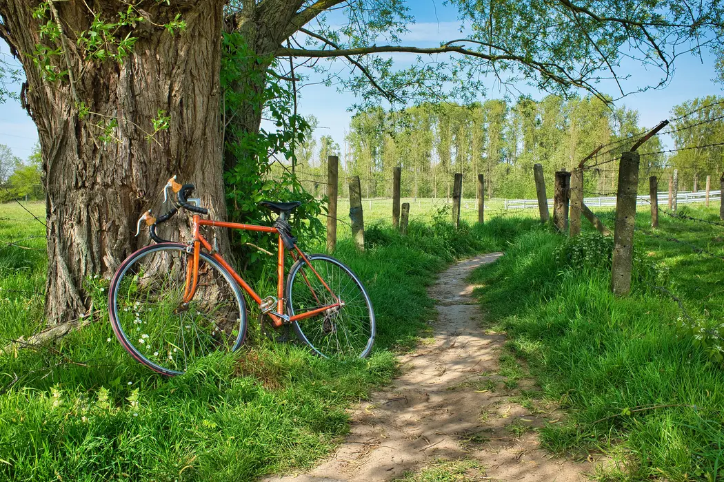 Oranges Fahrrad lehnt an einem Baum neben einem Weg durch eine grüne Wiese (Foto: wirestock auf Freepik)